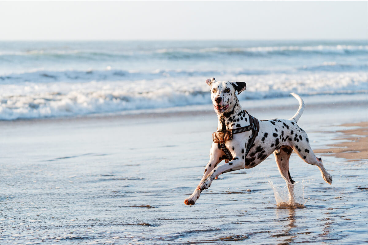 top rated pet clinic in winter haven FL