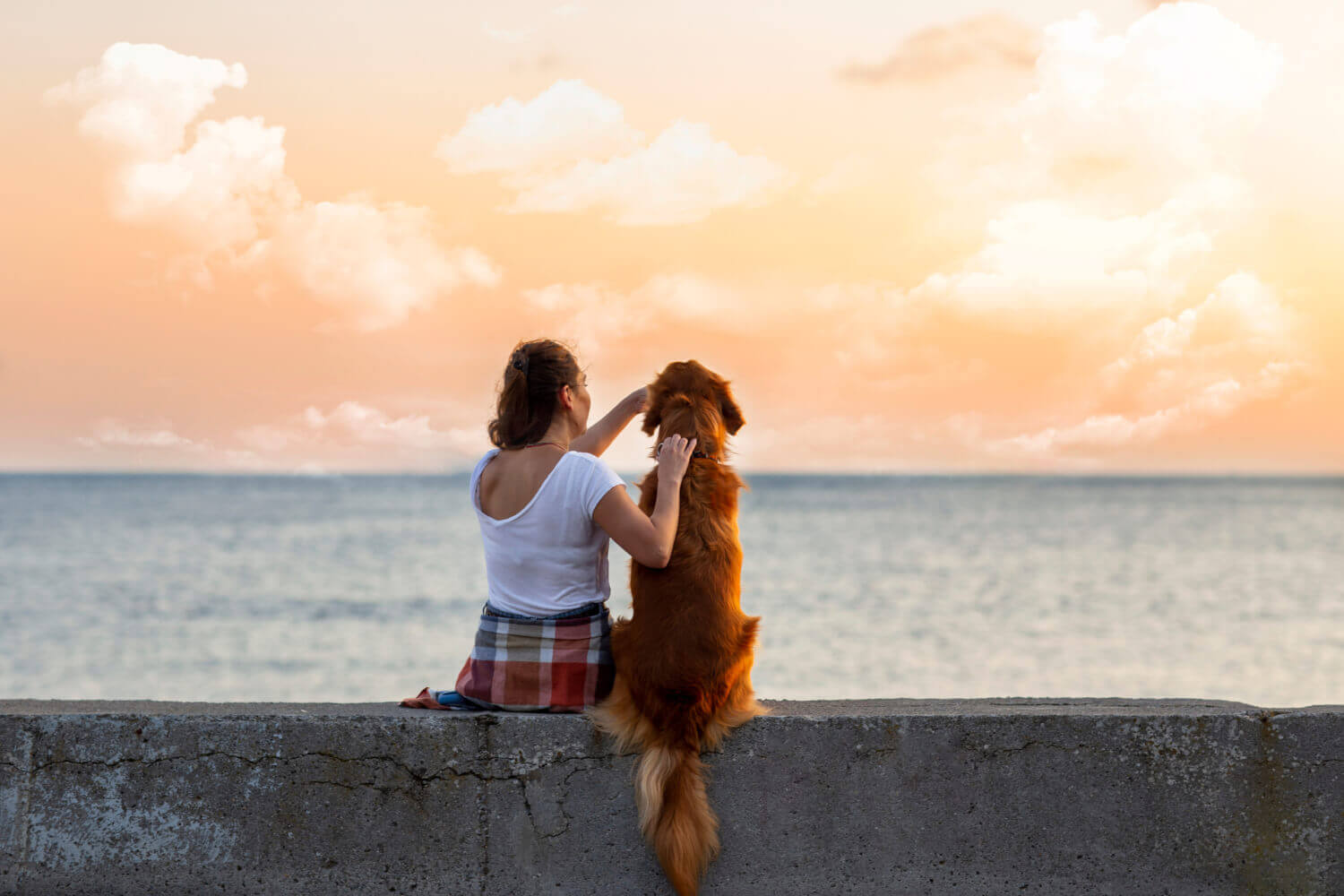 veterinarian Lakeland FL