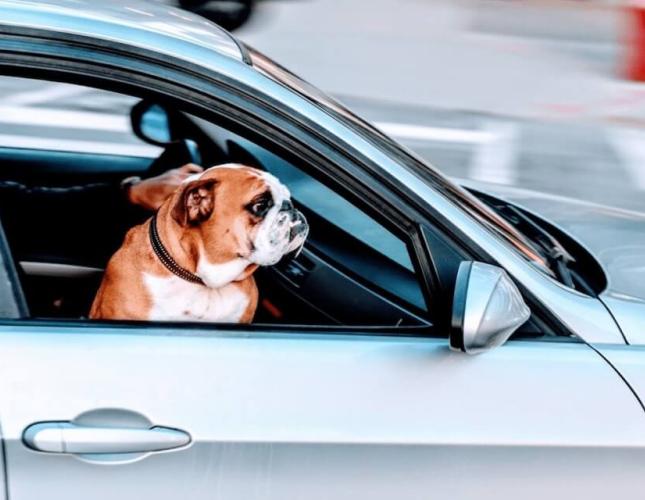 How to Handle Traveling with Your Pet
