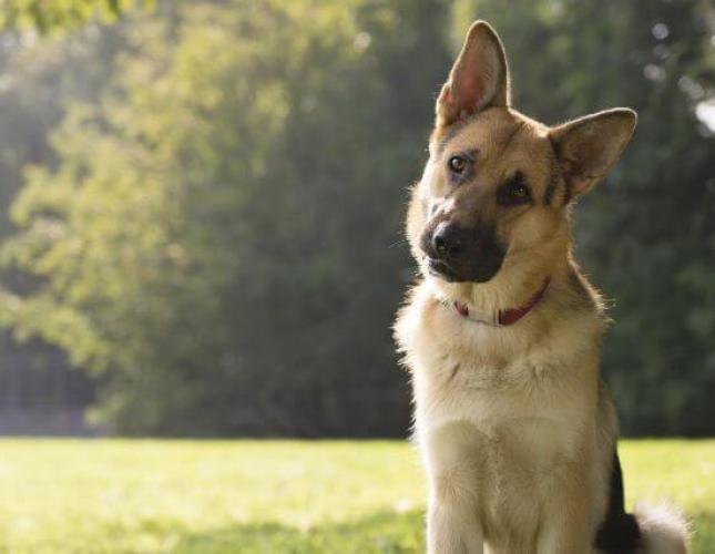 Osteosarcoma in Dogs: Signs, Treatment, and What Owners Need to Know