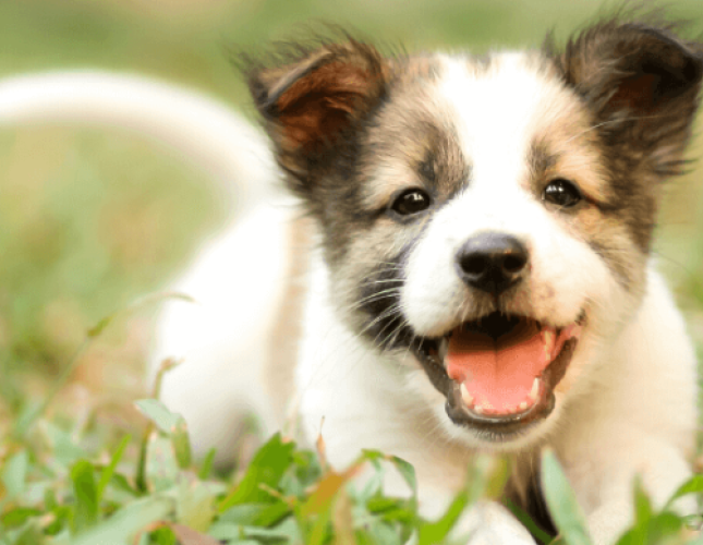 Frequently Asked Questions About Puppy, Behavior and Training, Answered by a Veterinarian