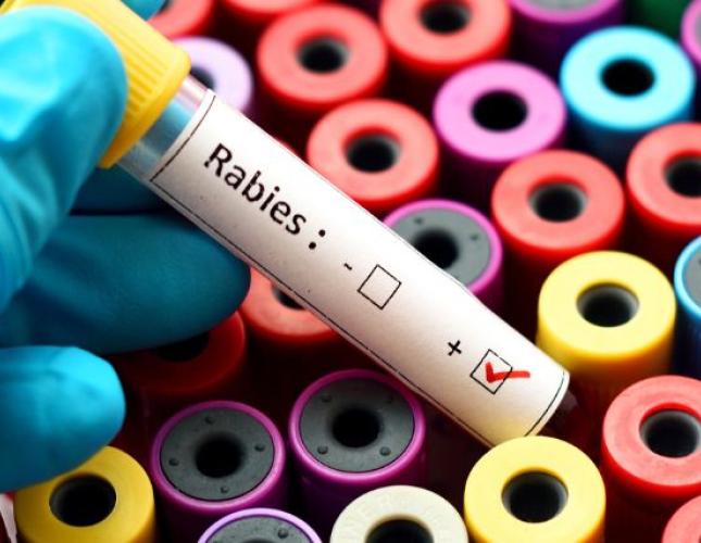 National Rabies Day: What Is It and Why Does It Matter?