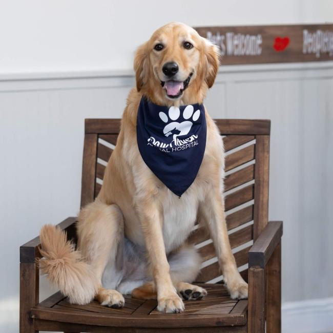 ellie-clinic-comfort-pup