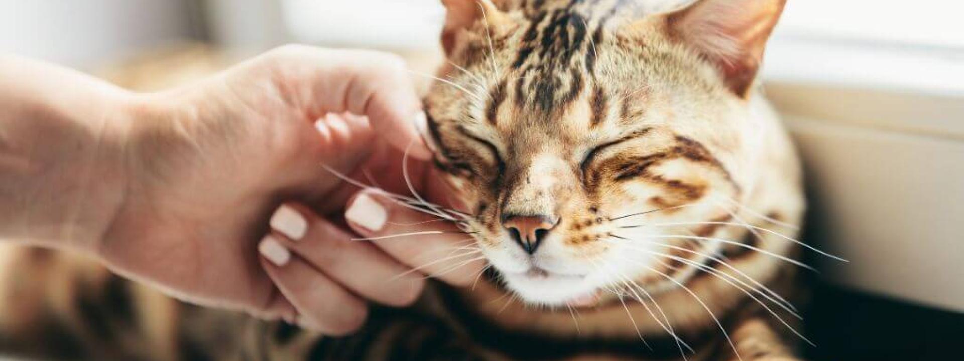 Owner petting cat, a way to manage cat stress at home