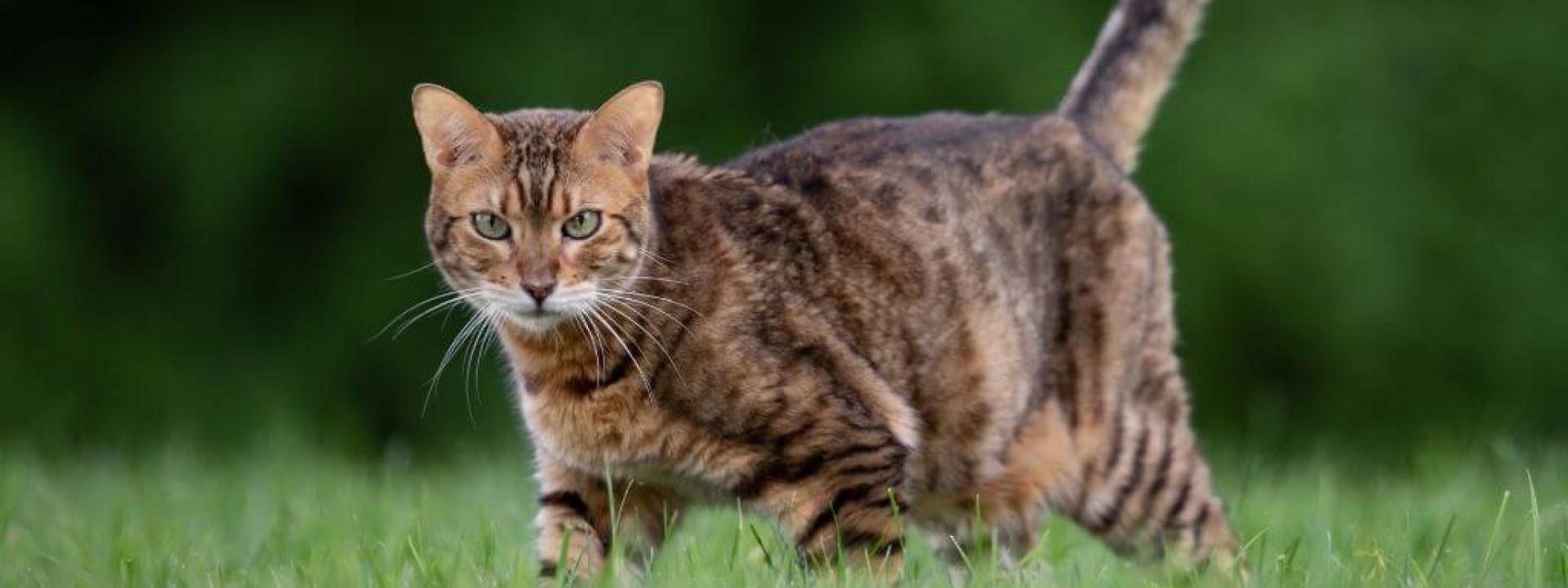 Cat walking outside in the grass, vulnerable to high temperatures